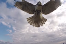 Odgovor prirode na tehnologiju – soko obara drona