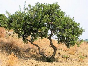 stablo-mastike