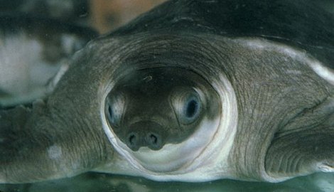 kornjača-svinjskog-nosa