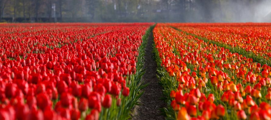 Upoznajte cvetnu stranu Holandije