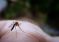 Činjenice o komarcima koje bi trebalo da znate