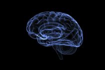 Koje namirnice utiču na funkcionisanje mozga?