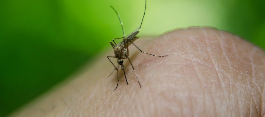 Genetski modifikovani komarci uskoro u prirodi?