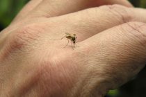 Tretman za ublažavanje ujeda komarca