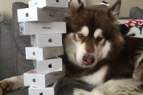 Koko – pas koji ima osam novih iPhone-a