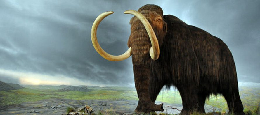 Vunasti mamuti su hodali Zemljom u skorije vreme nego što smo mislili