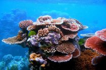 Klimatske promene uništavaju korale kod obale Australije
