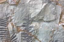 Pronađeni fosili stari 4 milijarde godina