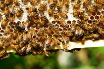 Ovaj holandski grad na neobičan način pomaže pčelama