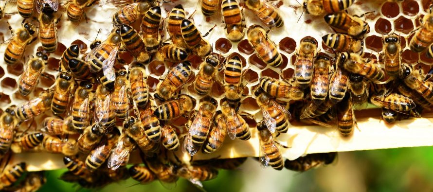 Ovaj holandski grad na neobičan način pomaže pčelama