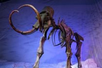 Zašto je većina fosila mamuta muškog pola?