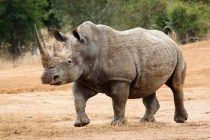 Ovako izgleda poslednji mužjak severnog belog nosoroga