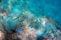 Tajne okeana: Upoznajte “Marianu puža-ribu” koja živi na najvećim dubinama