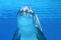 Otkrivena drevna vrsta delfina na Ekvadoru
