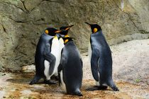 Praistorijski pingvini su bili veliki kao čovek