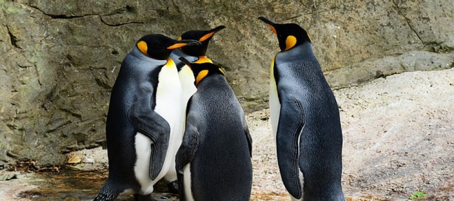Praistorijski pingvini su bili veliki kao čovek