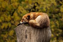 Životinje i njihove navike spavanja
