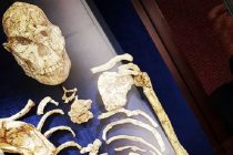 Otkriven najstariji hominin u istoriji