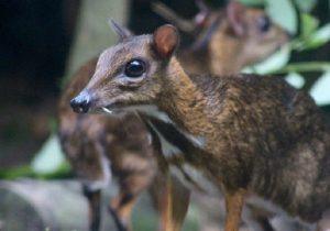 Otkrivene nove vrste životinja u prašumama Malezije 4