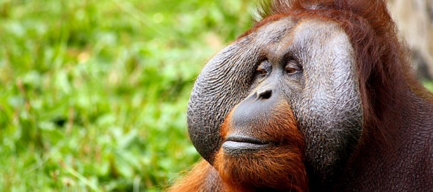 Prvi put u istoriji dokazano je da se orangutani samostalno leče