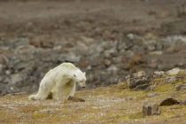 Snimak koji je rasplakao ceo svet: Izgladneli polarni medved