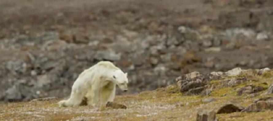 Snimak koji je rasplakao ceo svet: Izgladneli polarni medved