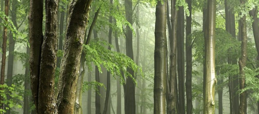 COP26: svetski lideri obećavaju zaustavljanje krčenja šuma do 2030.