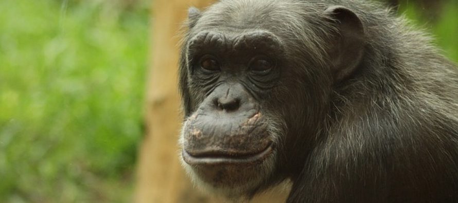 Koje su to sličnosti između čoveka i šimpanze?