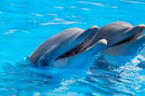 Mladunče delfina prepoznaje svoj odraz mnogo pre deteta