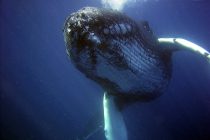 Zašto su kitovi tako veliki?