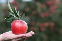 10 zdravstvenih benefita jabuka za koje niste znali