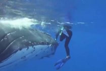Neraskidiva veza čoveka i životinja: Kit spasao ronioca od napada ajkule! (VIDEO)