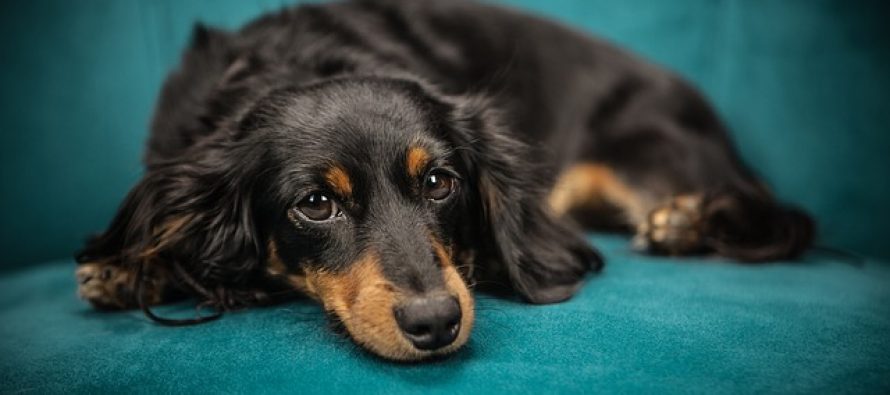 Nauka otkriva kako nas psi “teraju” da ih zavolimo