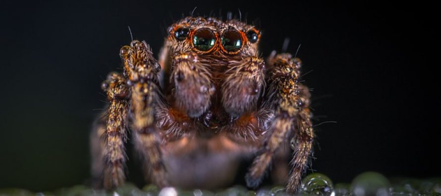 Čak sedam novih vrsta pauka otkriveno u Brazilu