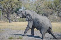 Kraj 2017. najviše proslavili slonovi: Kina zabranila prodaju slonovače