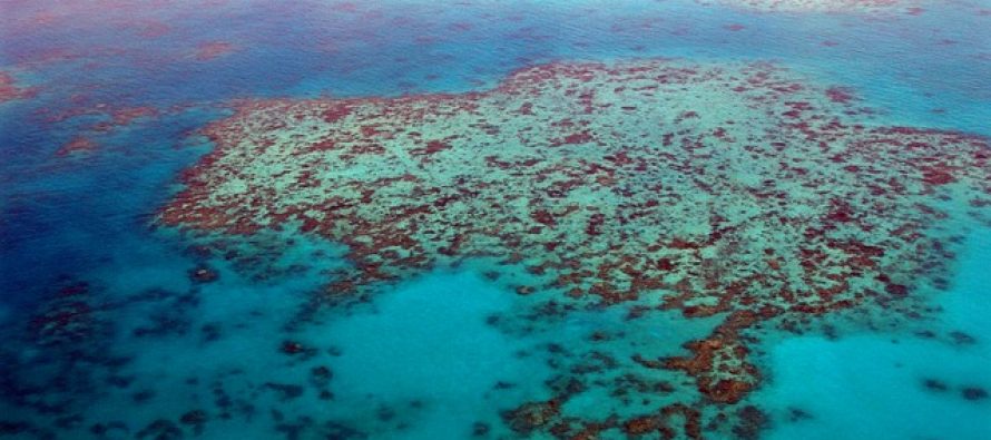 Australija nudi 1,6 milion dolara za najbolju ideju spašavanja Koralnog grebena!