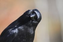 Svet životinja: Vrane još jednom iznenadile naučnike
