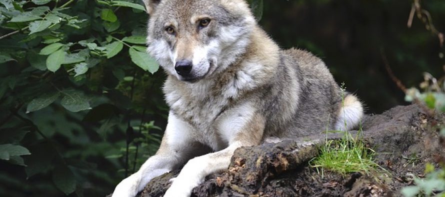 Povećala se populacija vukova u Evropi!
