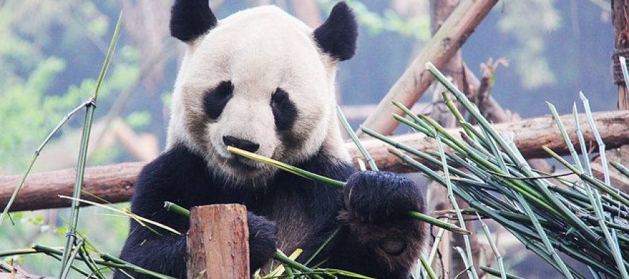U Kini grade najveći rezervat za pande!