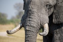 Hong Kong stao na put trgovini slonovače