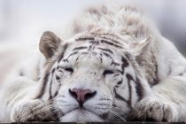 Mračna tajna belih tigrova