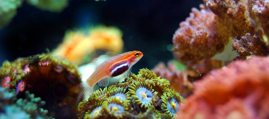 Otkrivene sasvim nove vrste morskih životinja