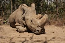 Uginuo je Sudan: Poslednji mužjak severnog belog nosoroga