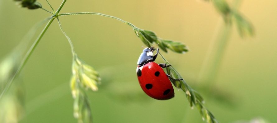 10 stvari o insektima koje niste znali