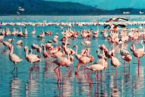 Jezero Nakuru – ružičasti raj