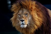 Porast broja ugroženih lavova