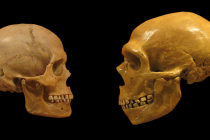 Iz čega su evoluirali neandertalci?