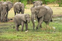 Da li je “slonovsko pamćenje” samo fraza?