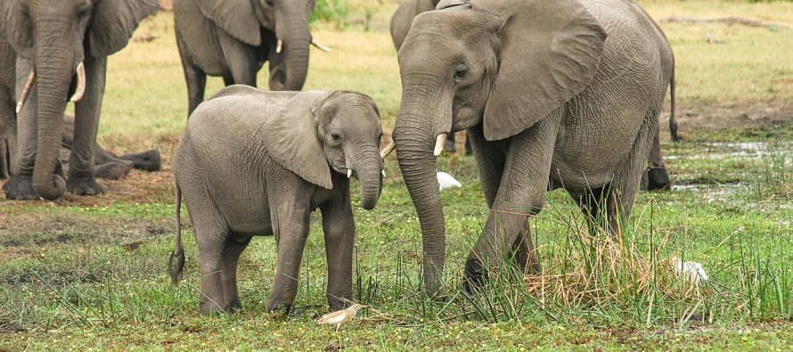 Da li je “slonovsko pamćenje” samo fraza?