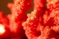Crveni korali žive pet vekova